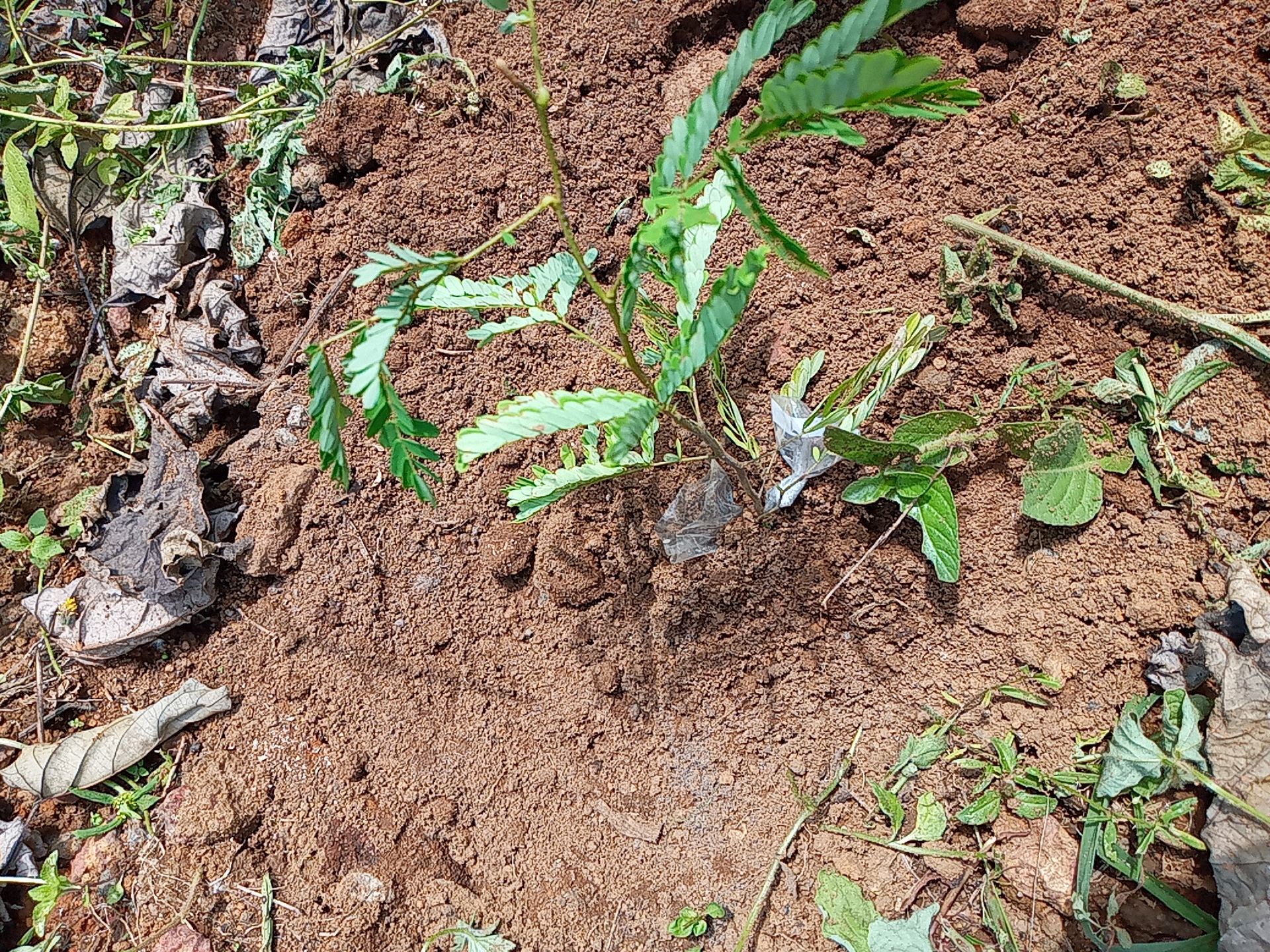 seedling