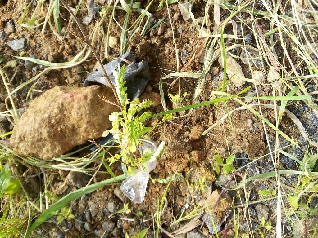 seedling