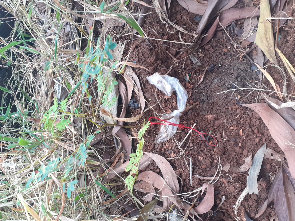 seedling