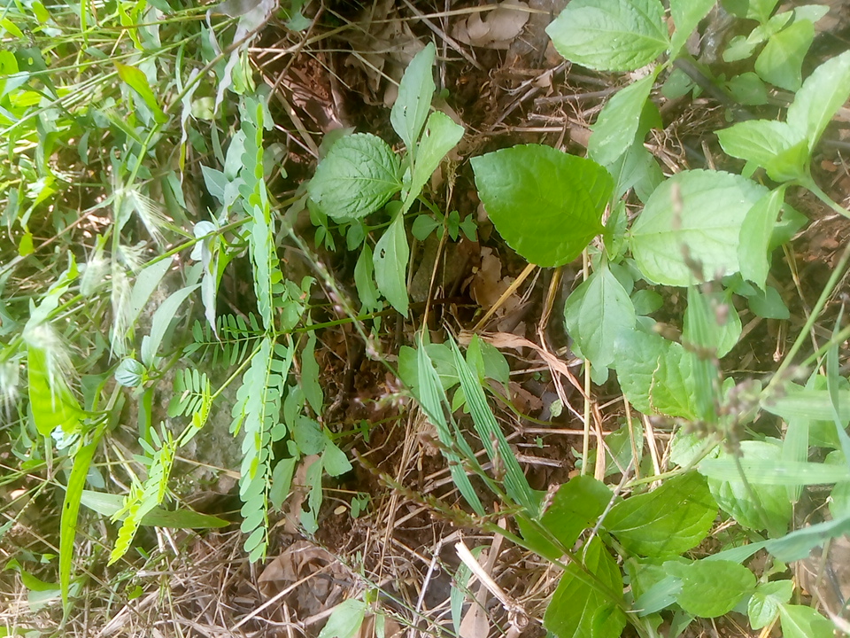 seedling