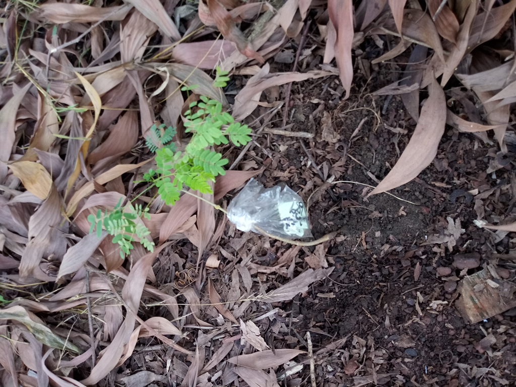 seedling