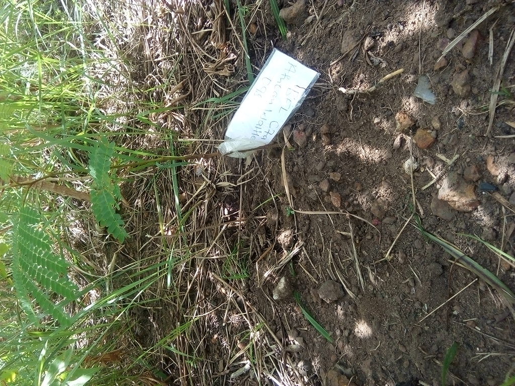 seedling