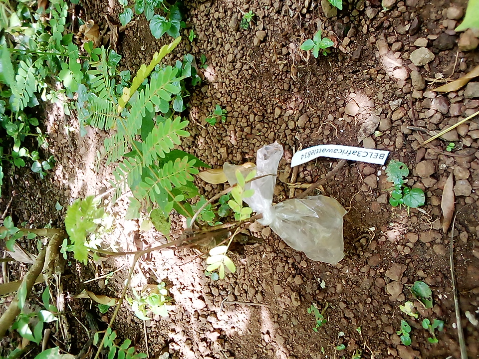 seedling