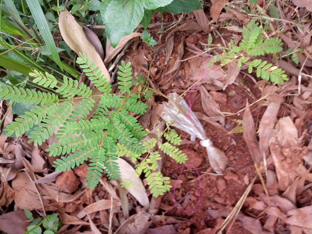 seedling