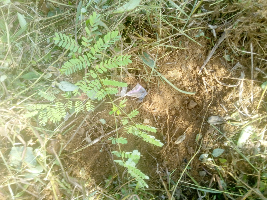 seedling