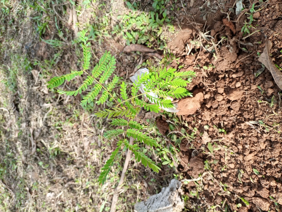seedling