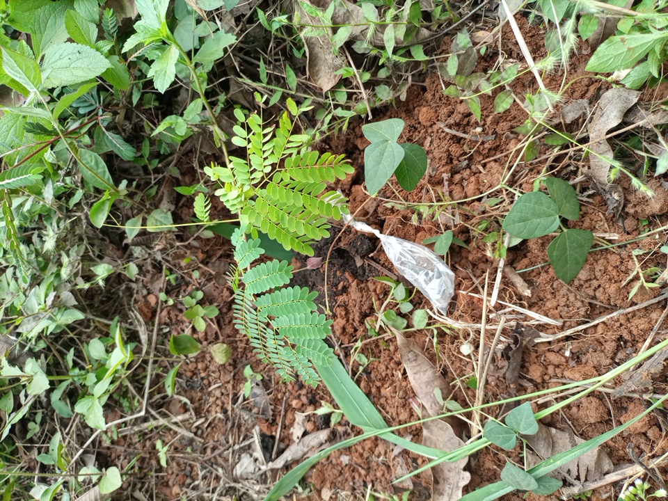 seedling