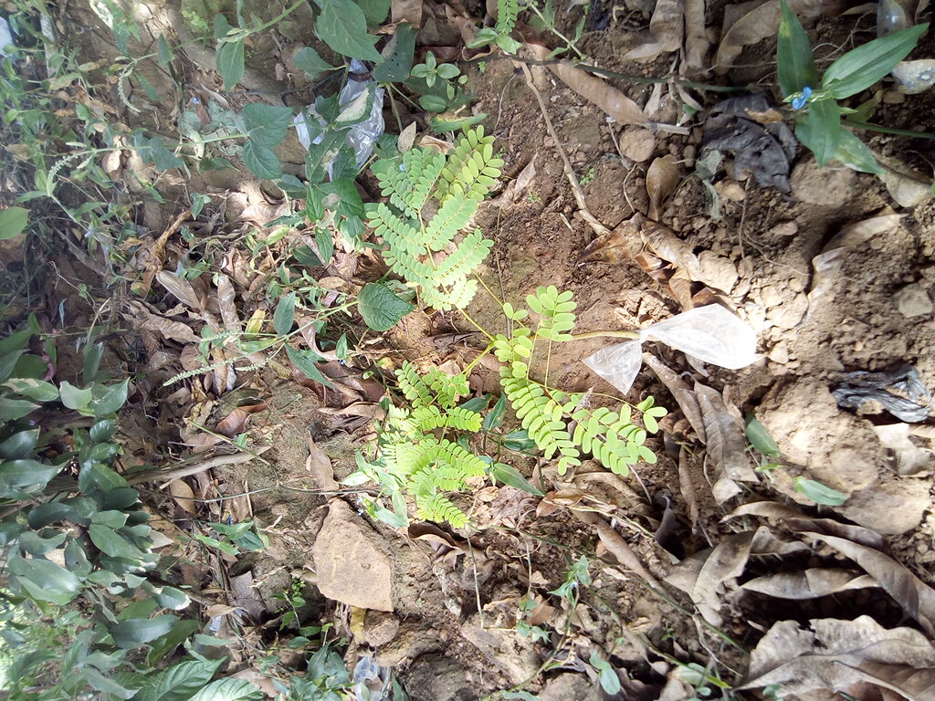 seedling