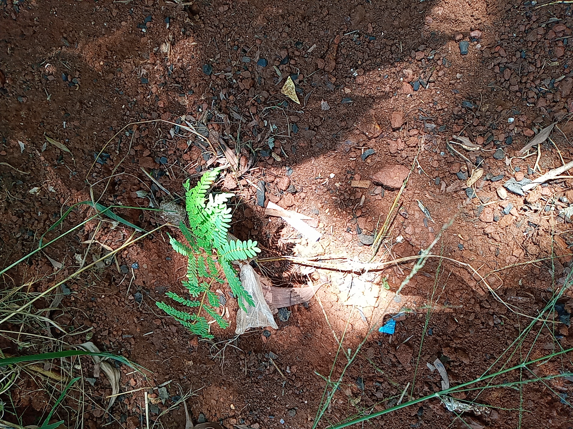 seedling