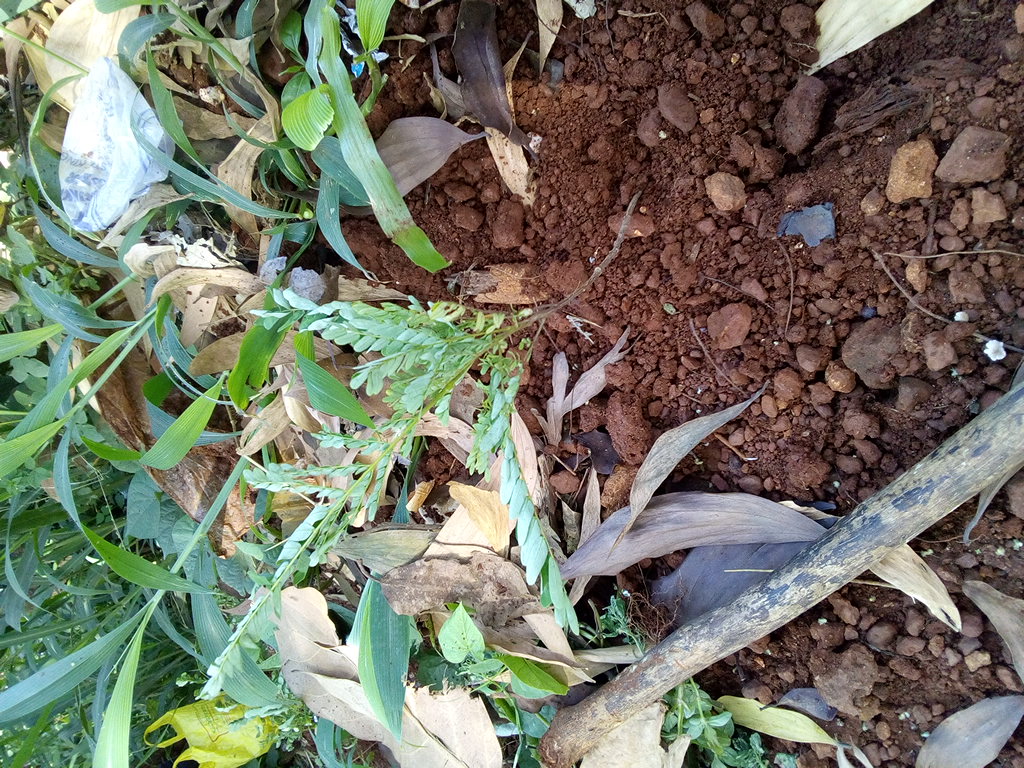 seedling