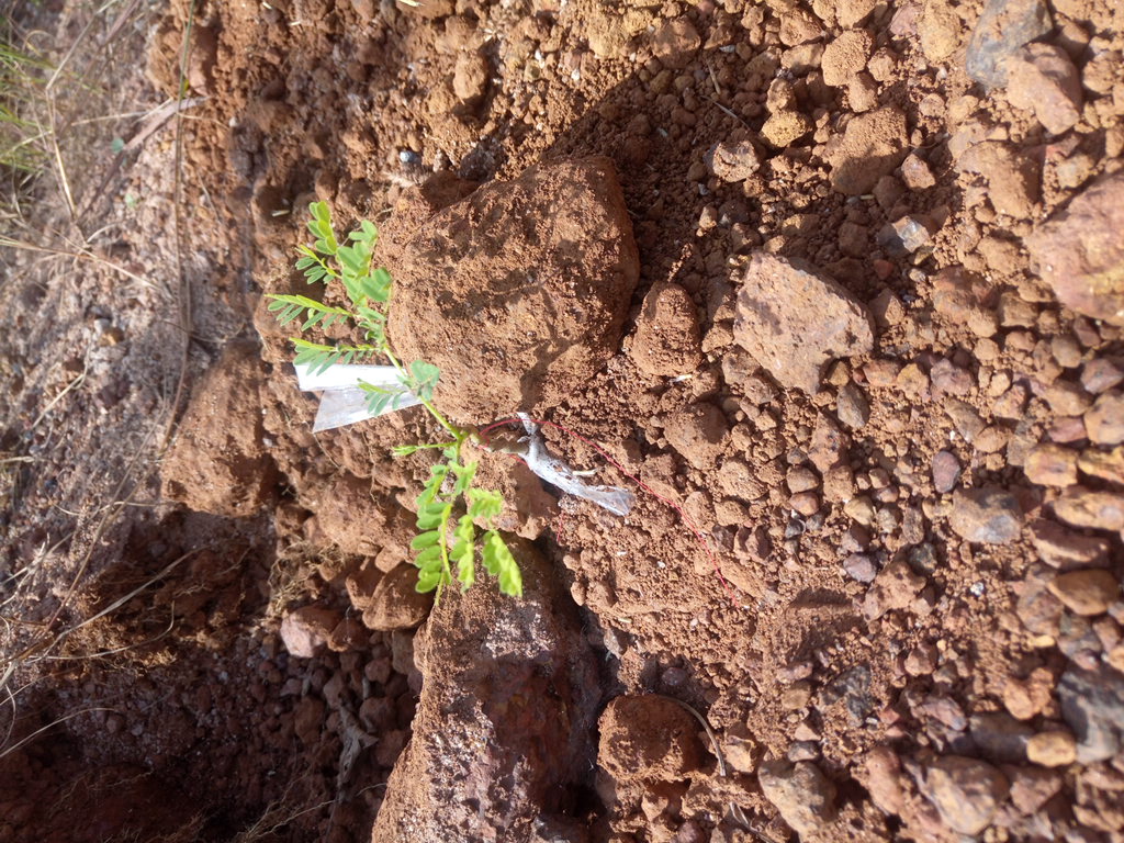 seedling