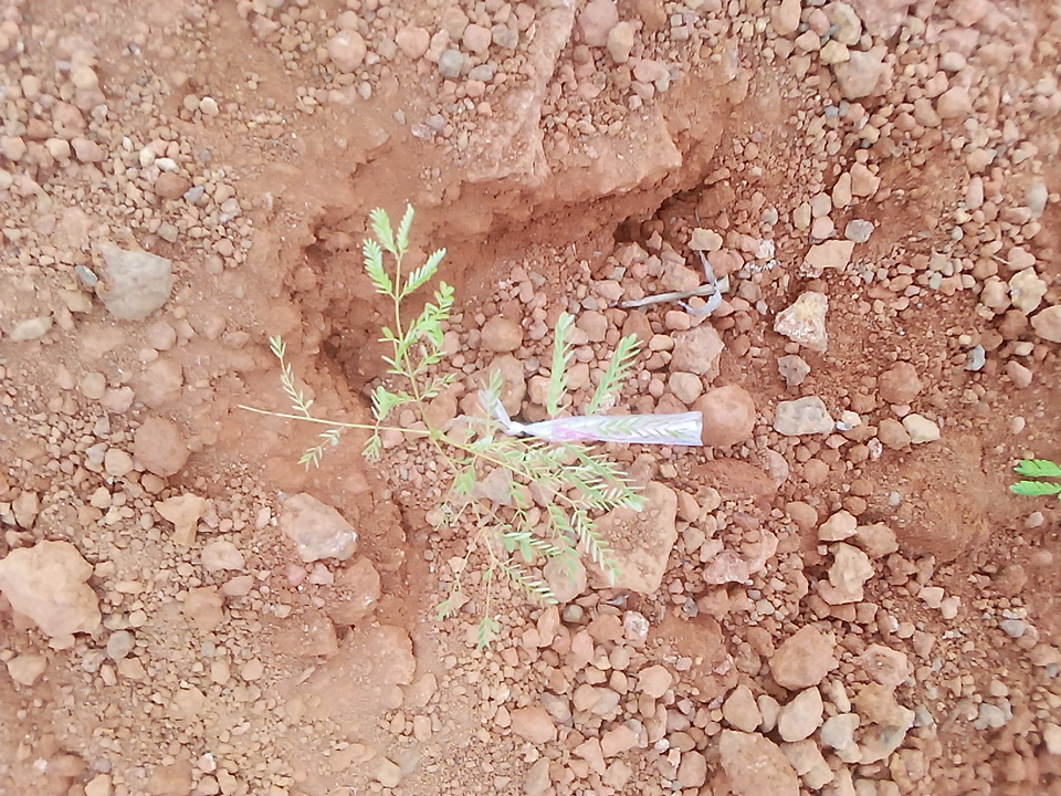 seedling