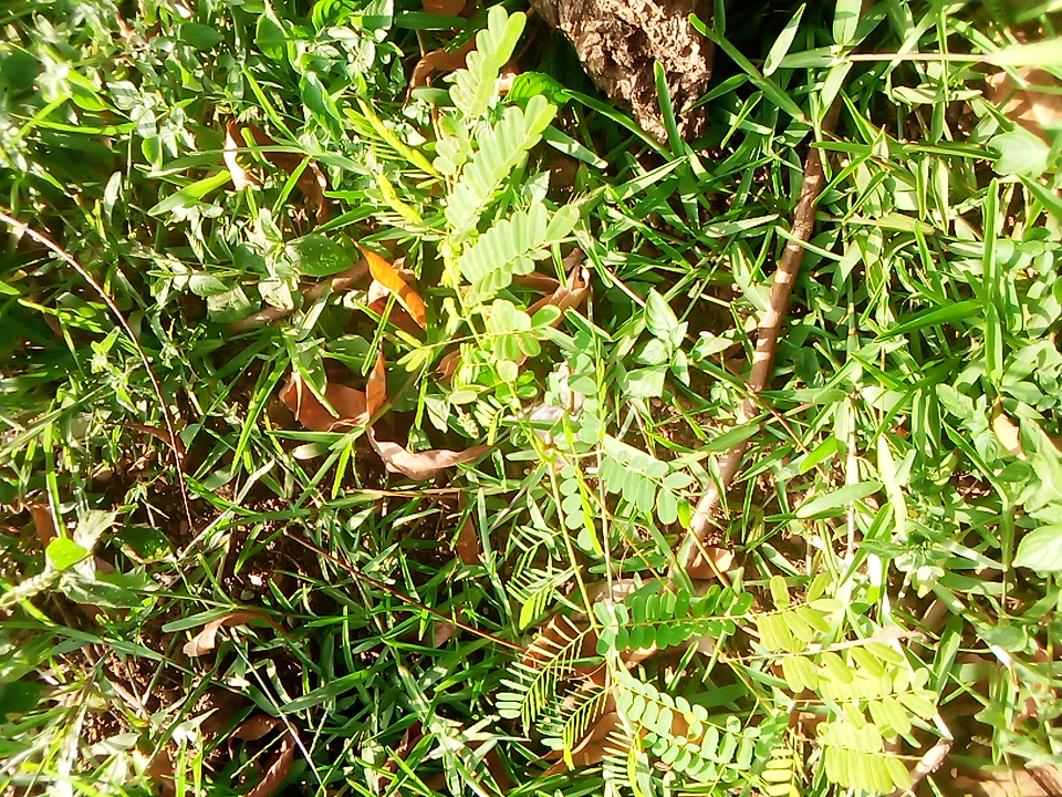 seedling