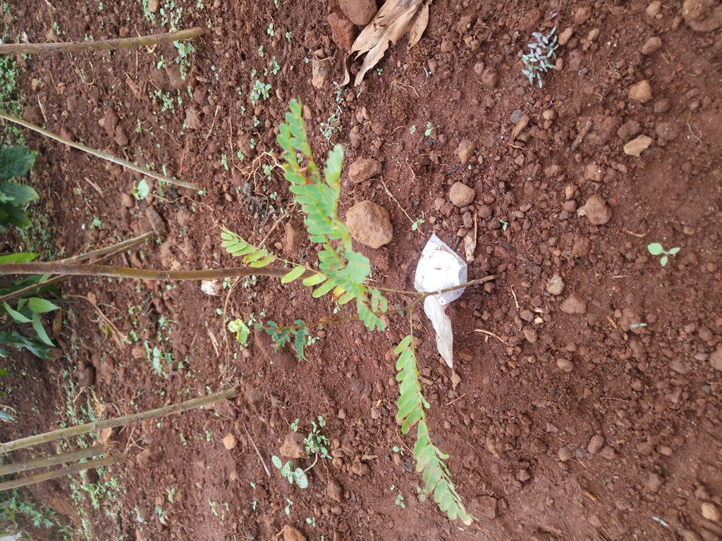 seedling