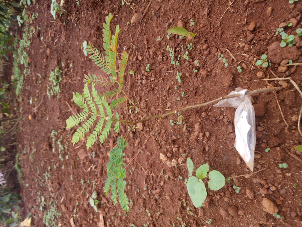 seedling