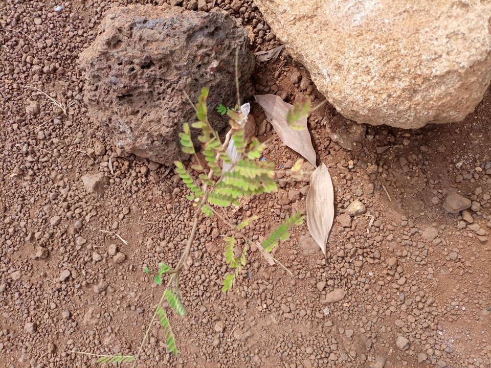 seedling