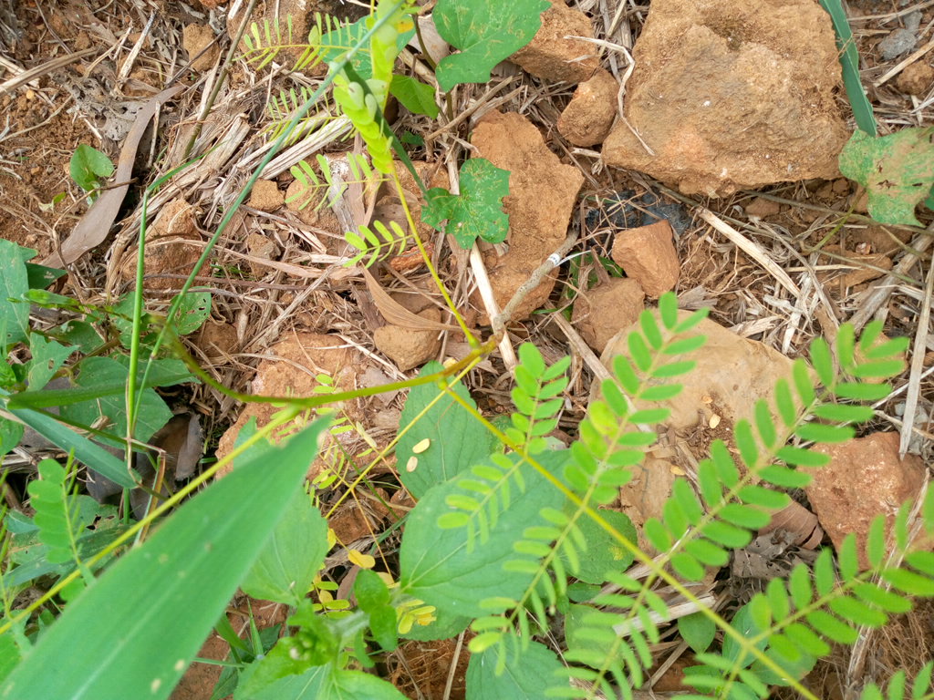 seedling