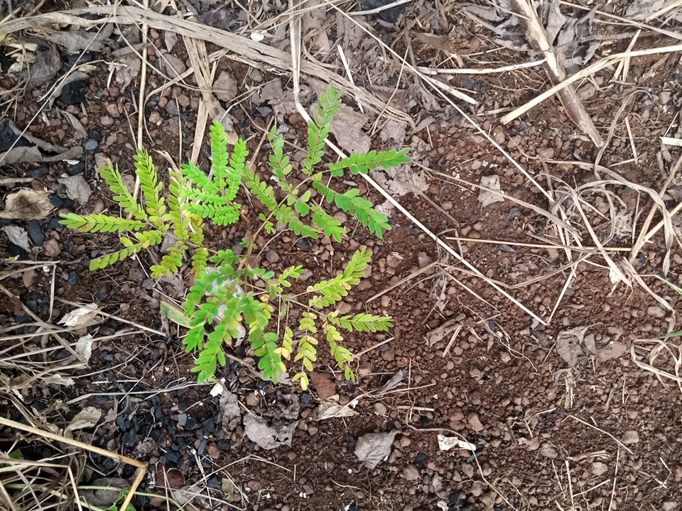 seedling