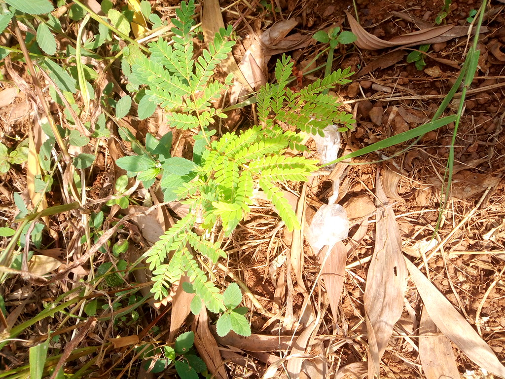 seedling