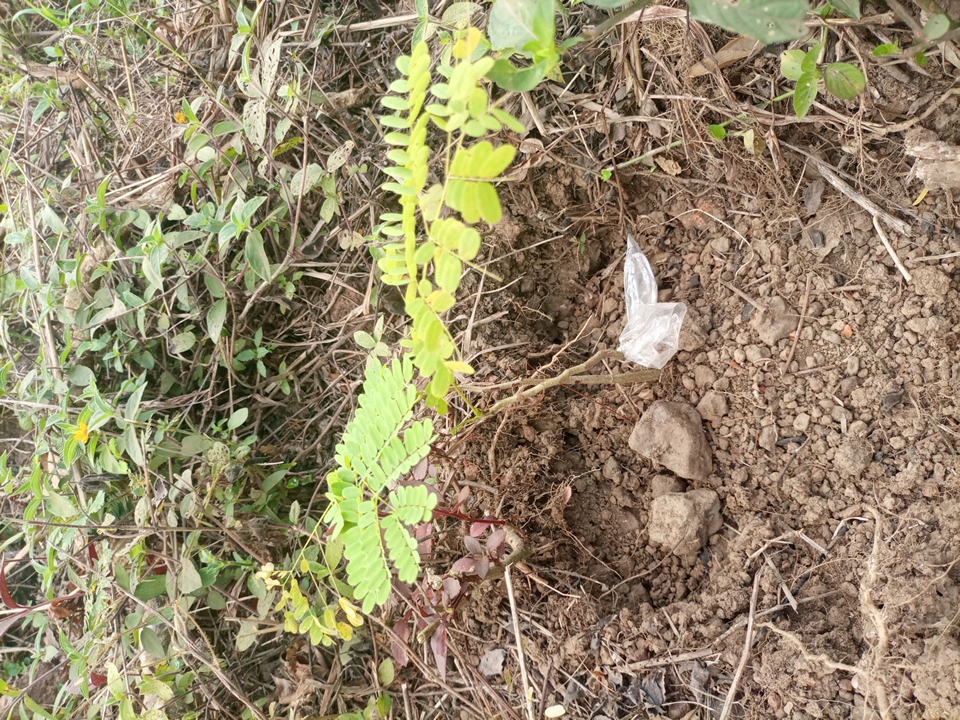 seedling