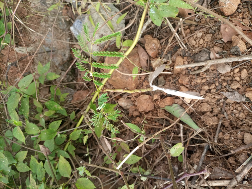seedling