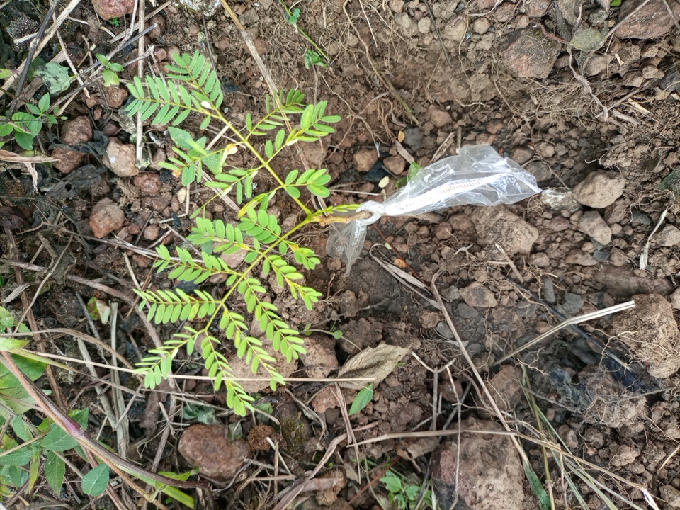 seedling