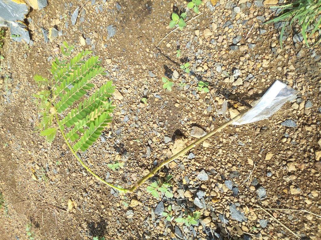 seedling
