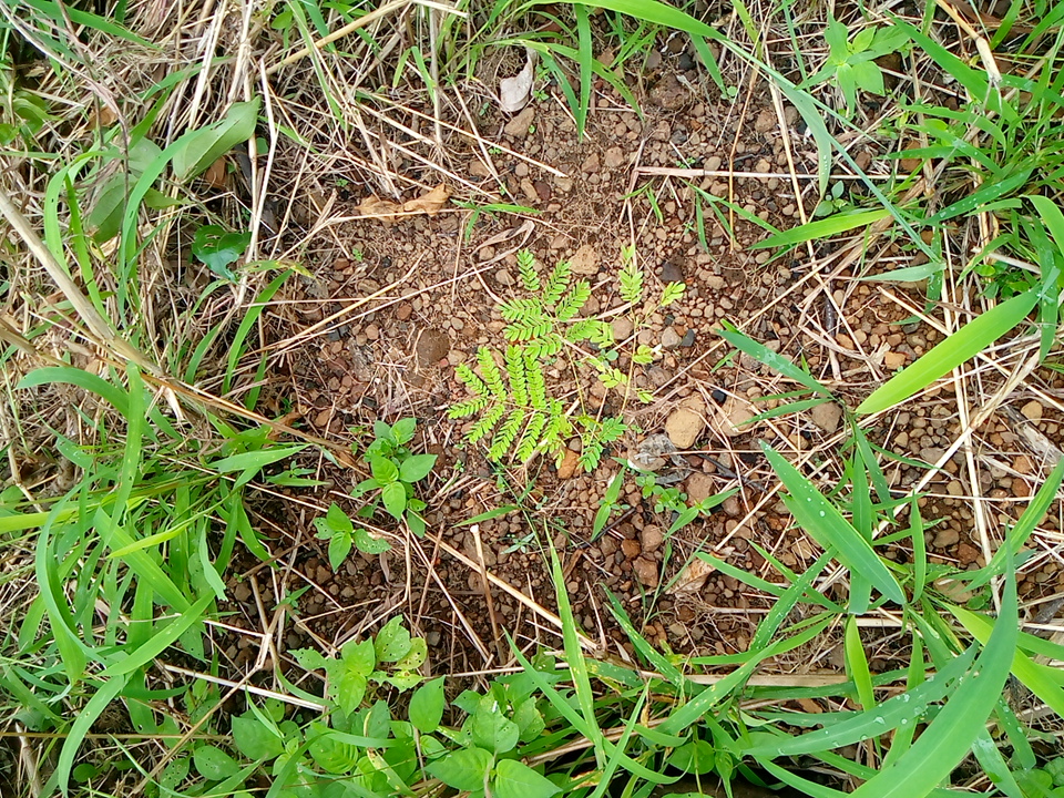 seedling