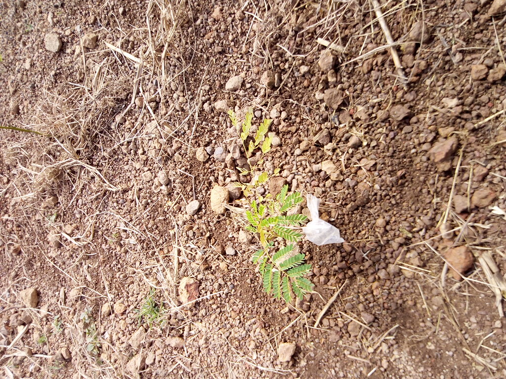 seedling