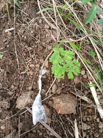 seedling