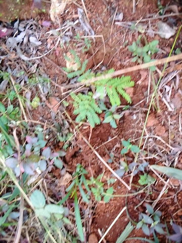 seedling