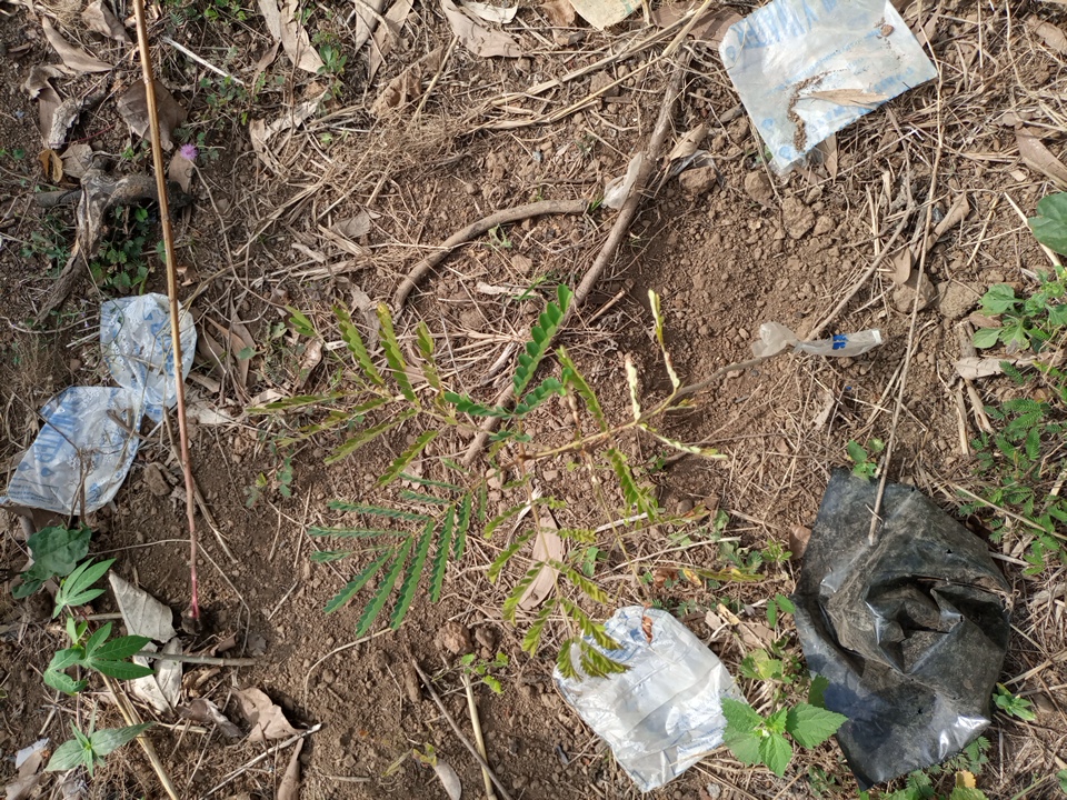 seedling