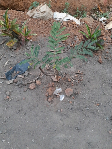 seedling