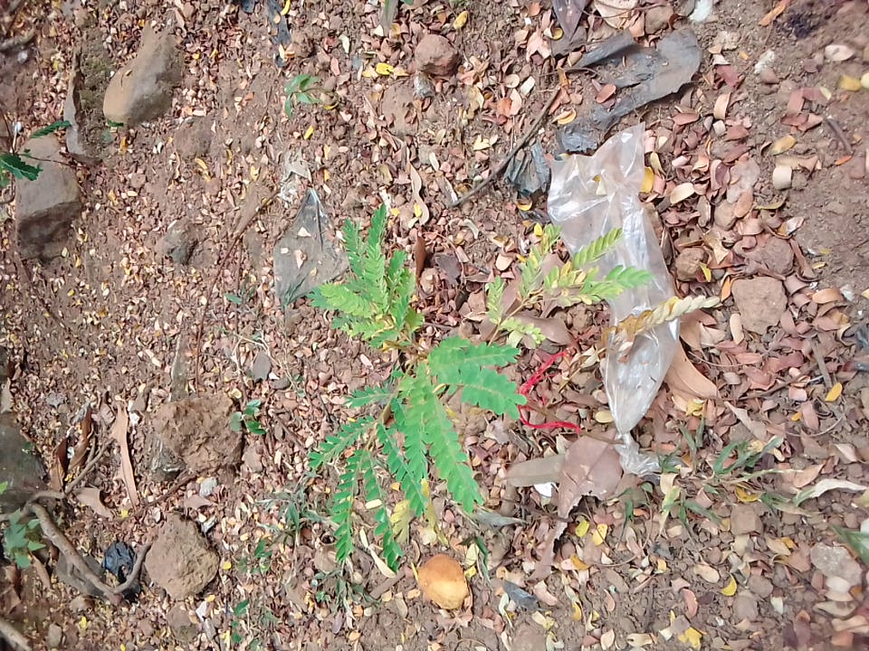 seedling