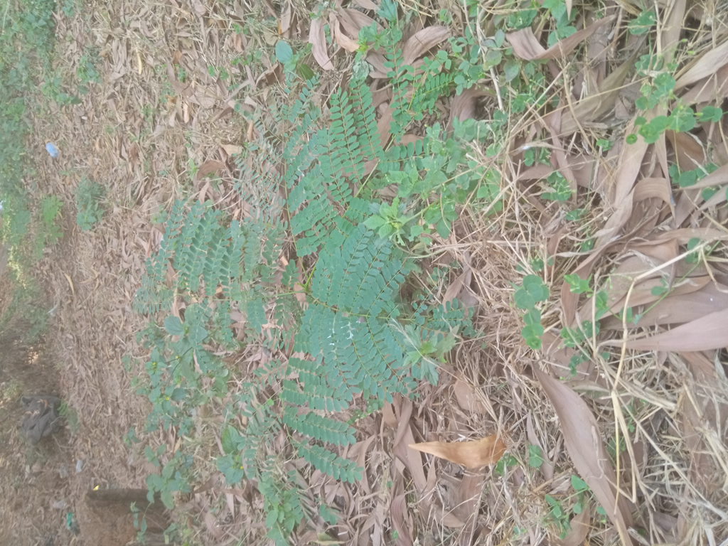 seedling