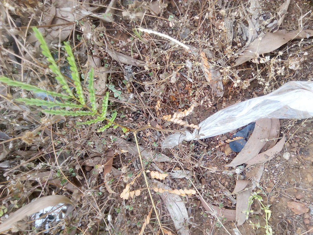 seedling