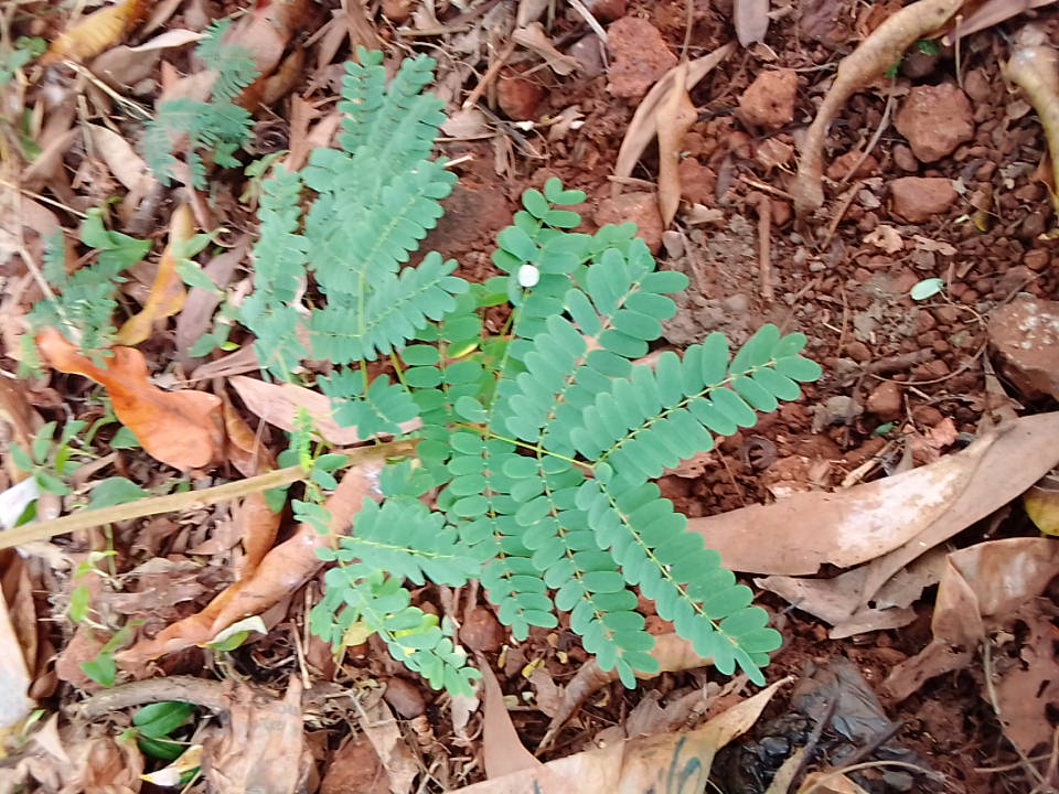 seedling