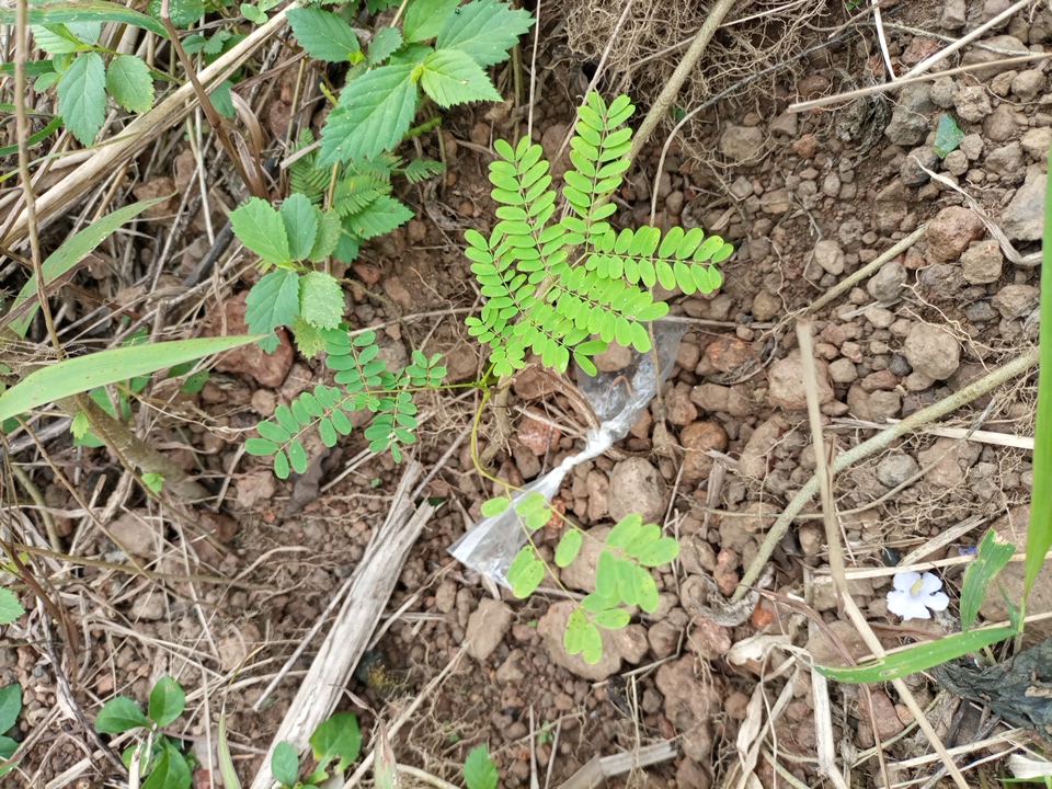 seedling