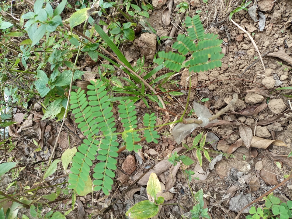 seedling
