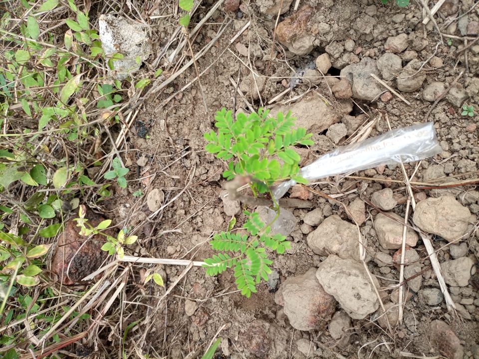 seedling