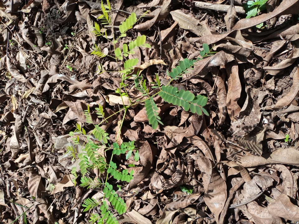 seedling