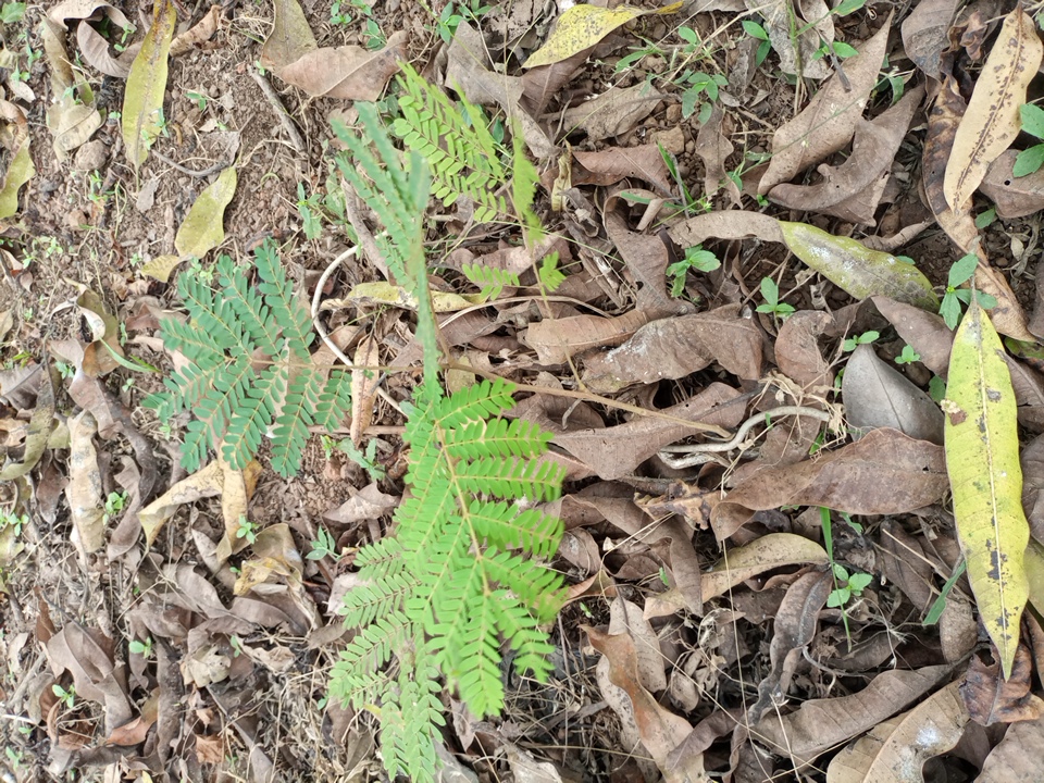 seedling
