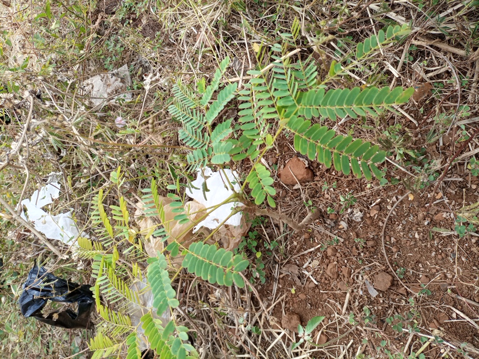 seedling