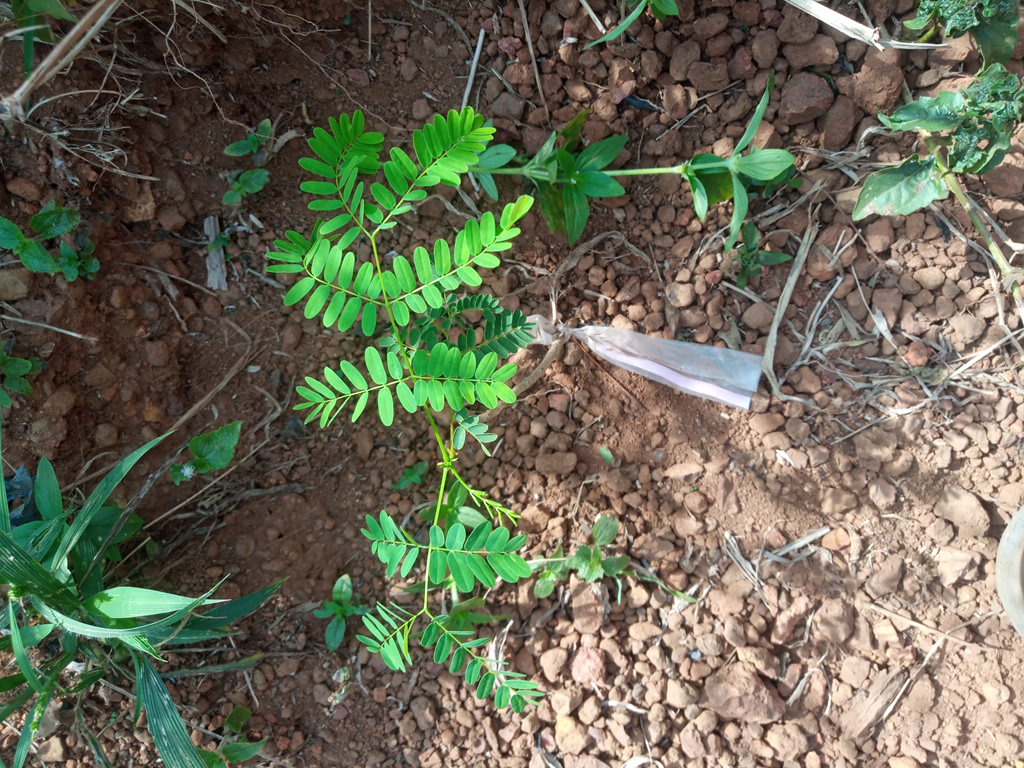 seedling