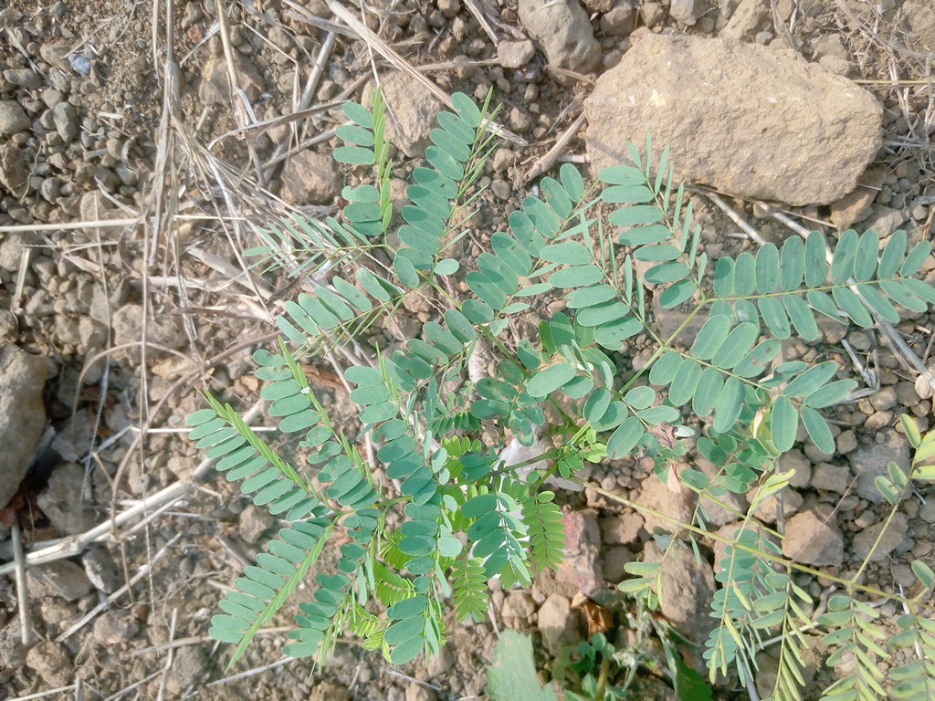 seedling