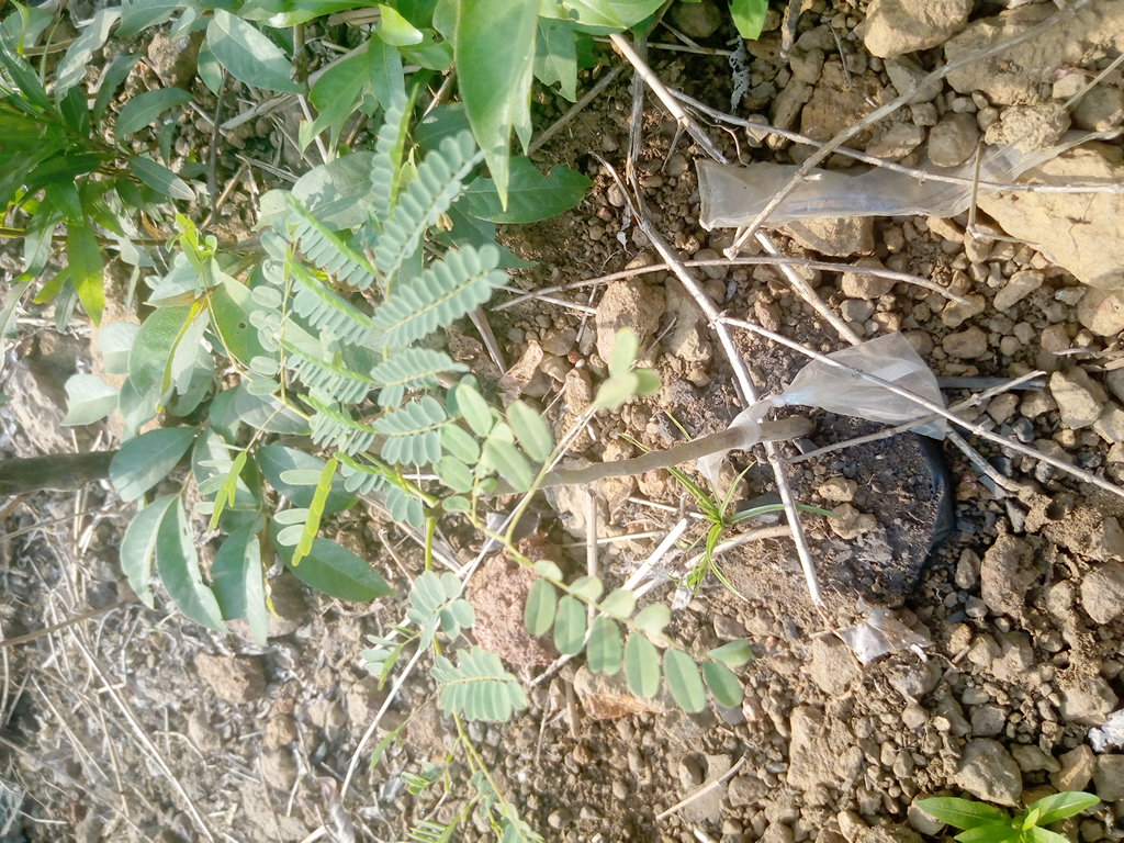 seedling