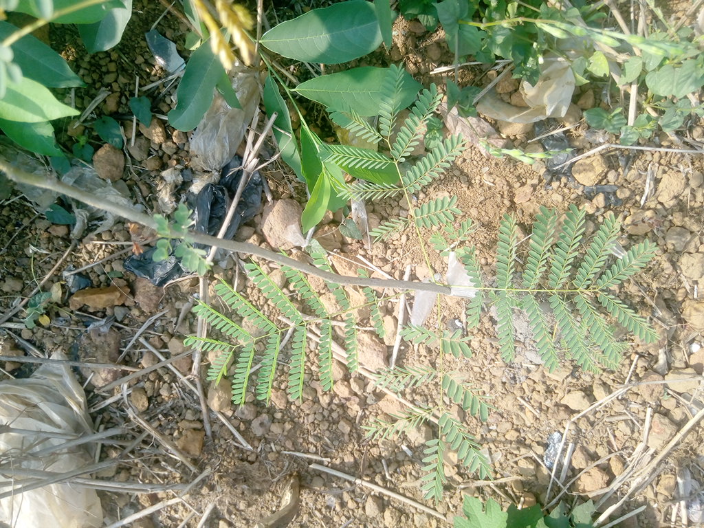 seedling