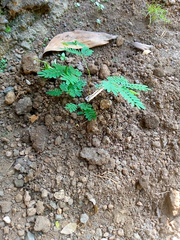 seedling