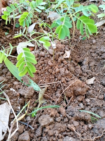 seedling