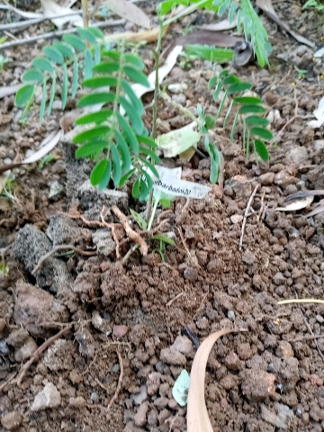 seedling